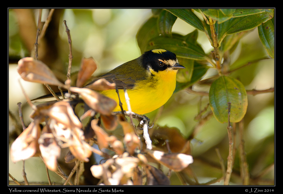 yellow_crowned_whitestart_0017a