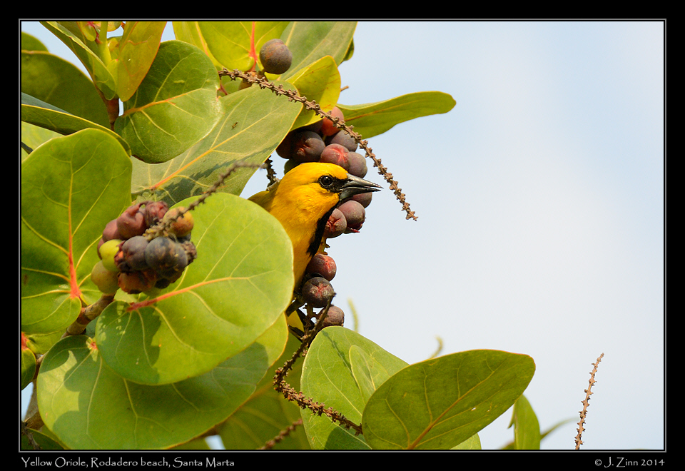 yellow_oriole_1869a.