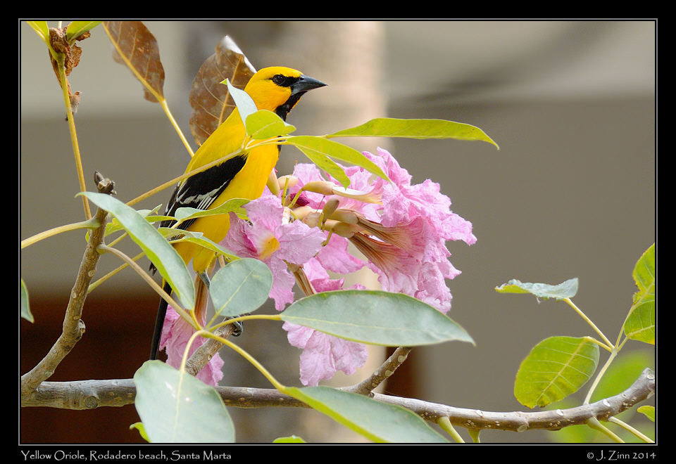 yellow_oriole_1885a