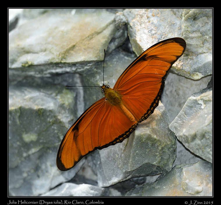 Dryas_iulia_2004a
