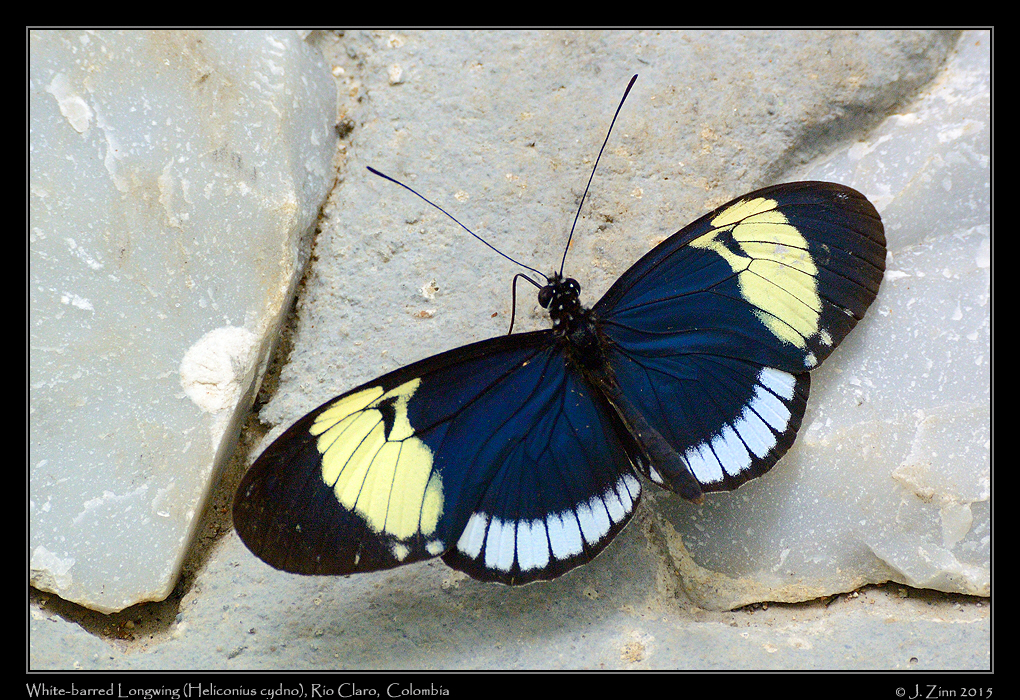 Heliconius_cydno_3928a