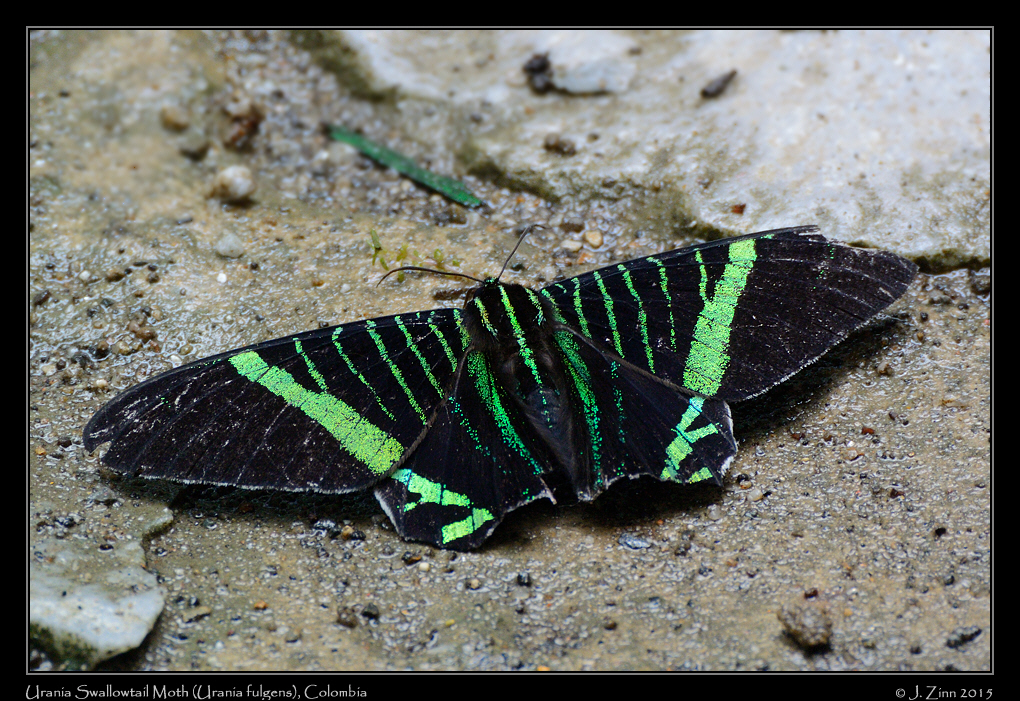 Urania_fulgens_3721a