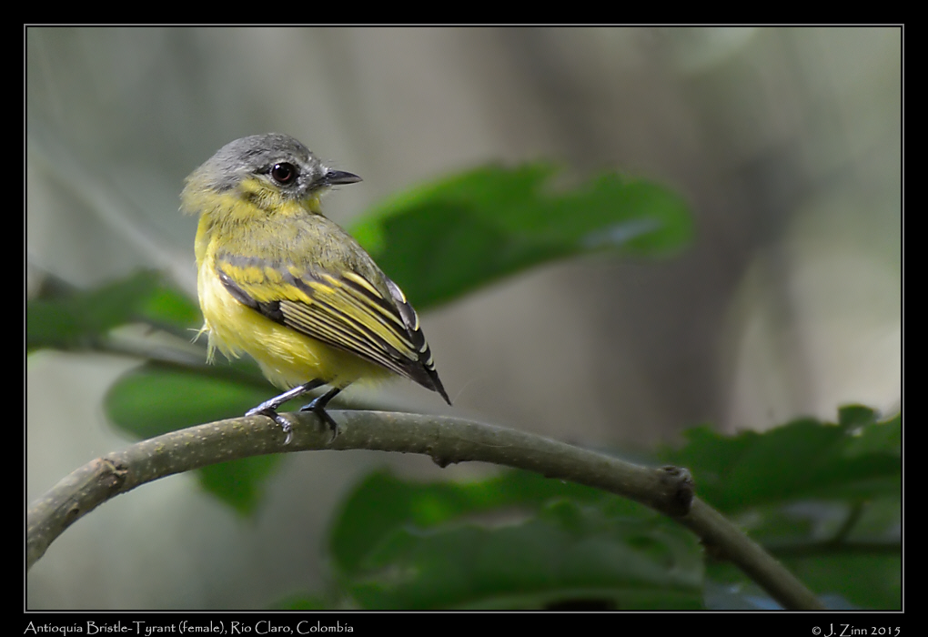 antioquia_bristle_tyrant_3861a