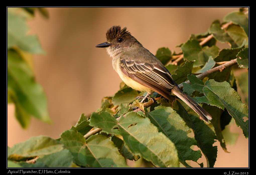apical_flycatcher_0518a