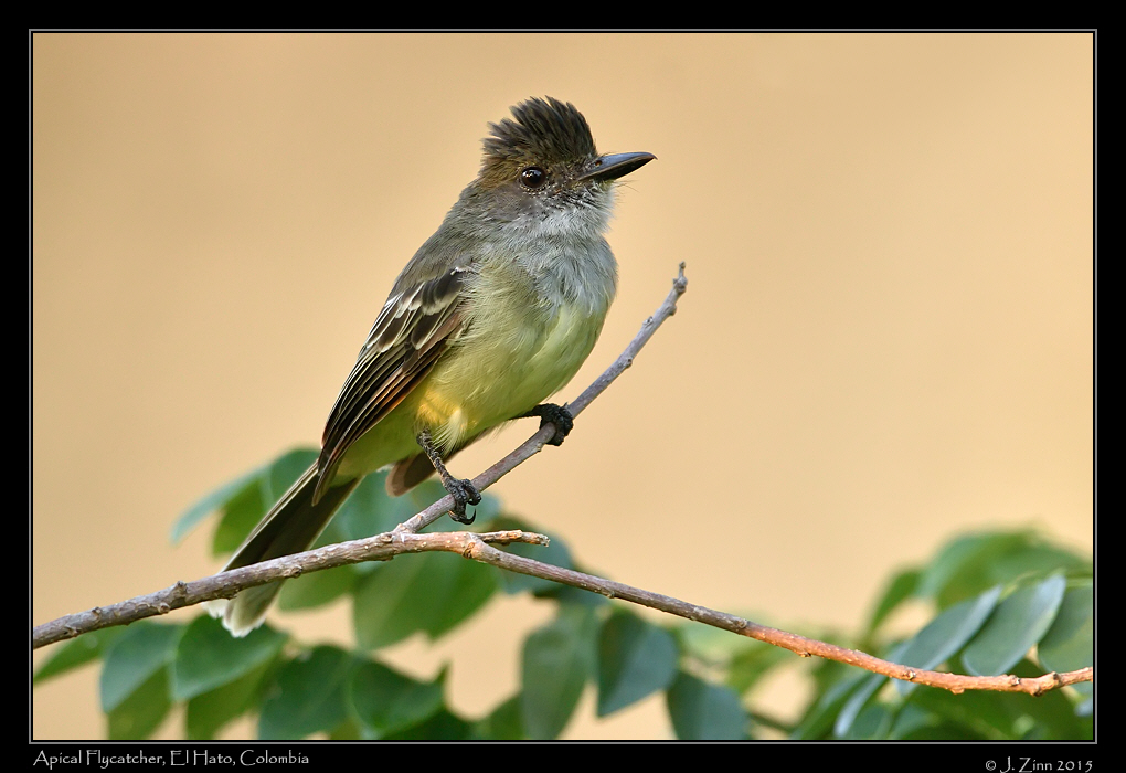 apical_flycatcher_0531a