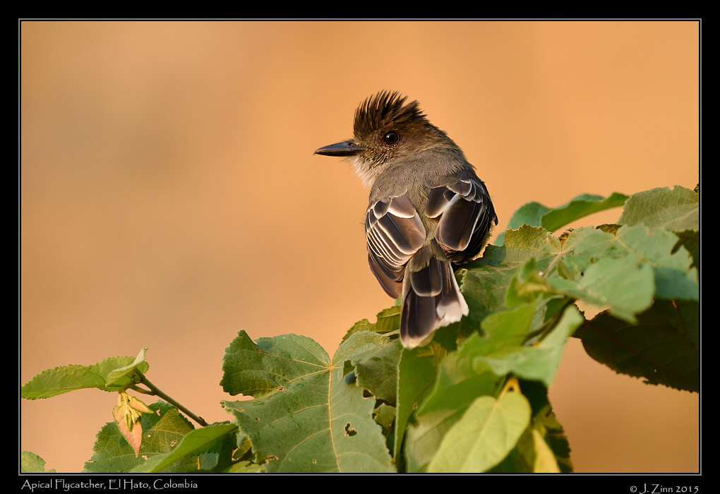 apical_flycatcher_0538a