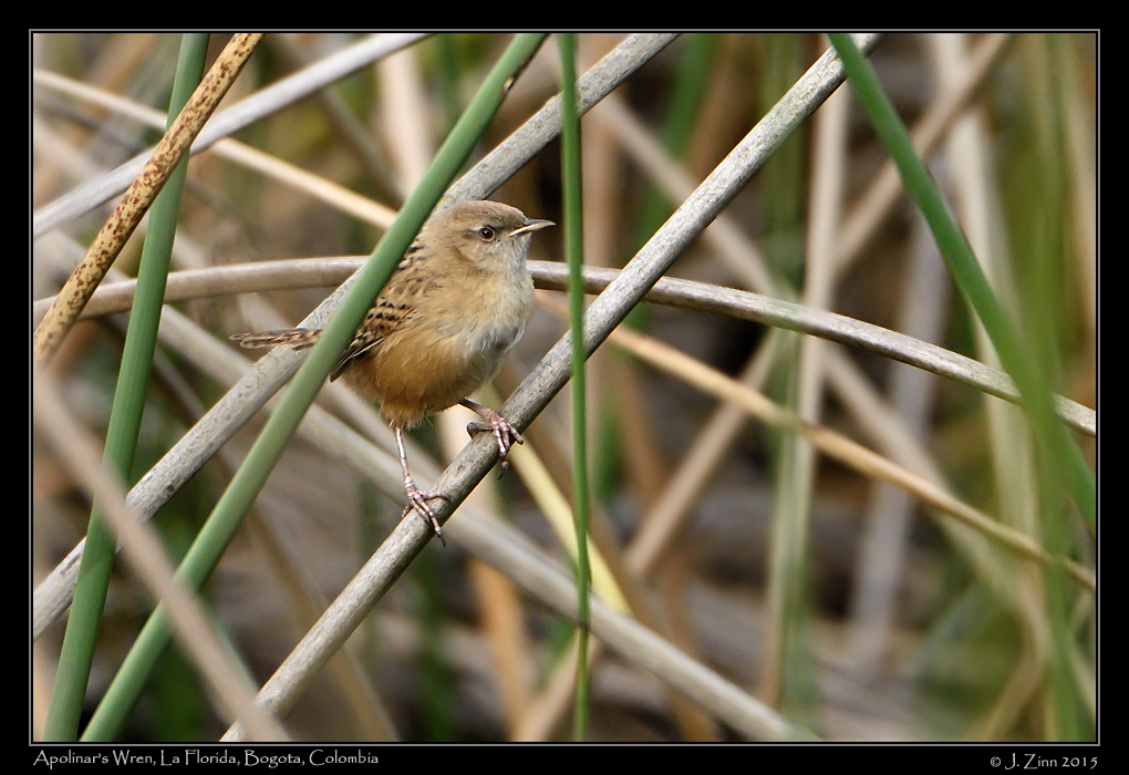 apolinars_wren_2231a