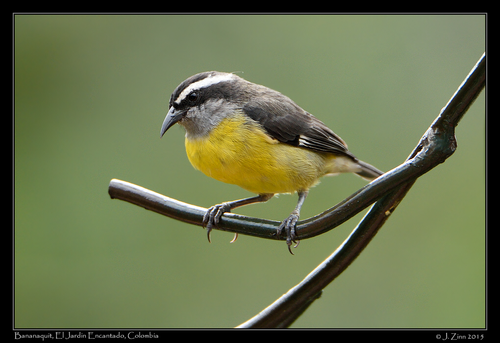 bananaquit_0375a