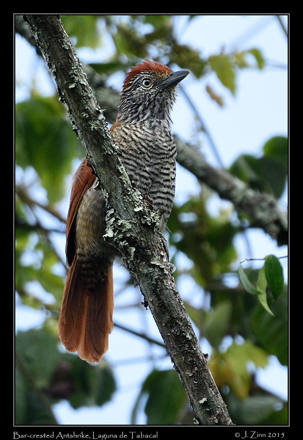 bar_crested_antshrike_0172a