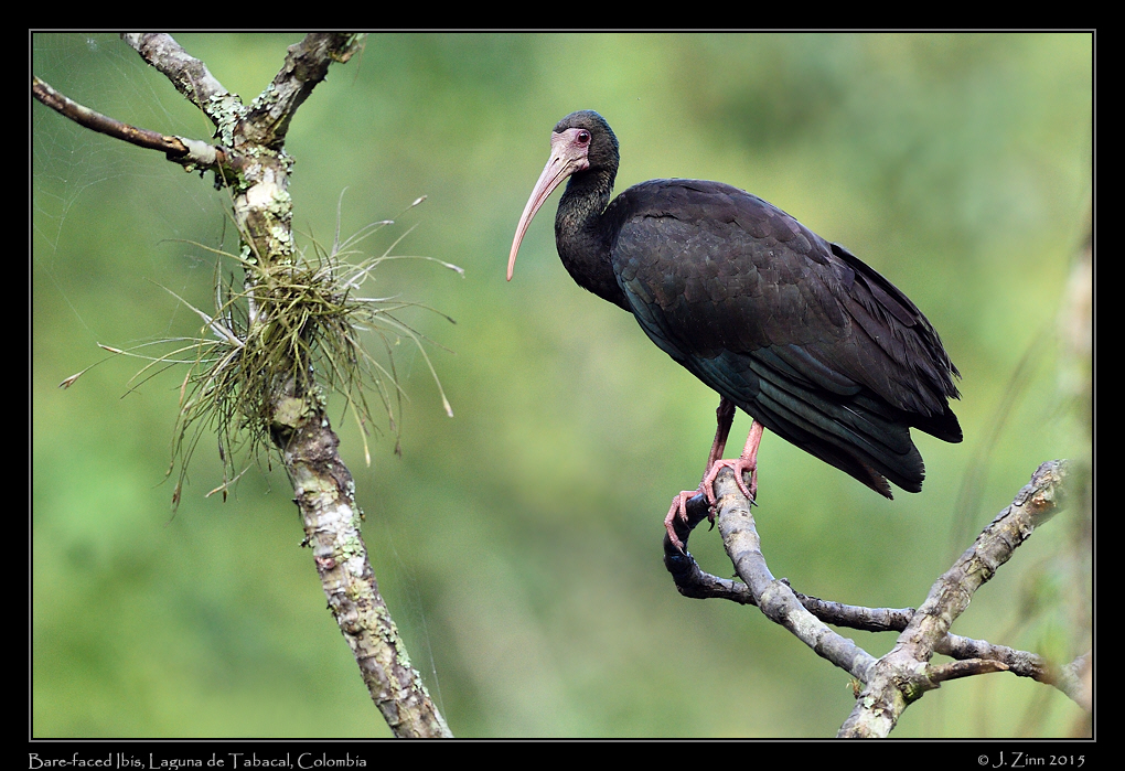 bare_faced_ibis_0079a