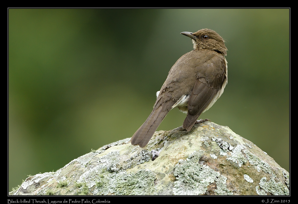 black_billed_thrush_9983a