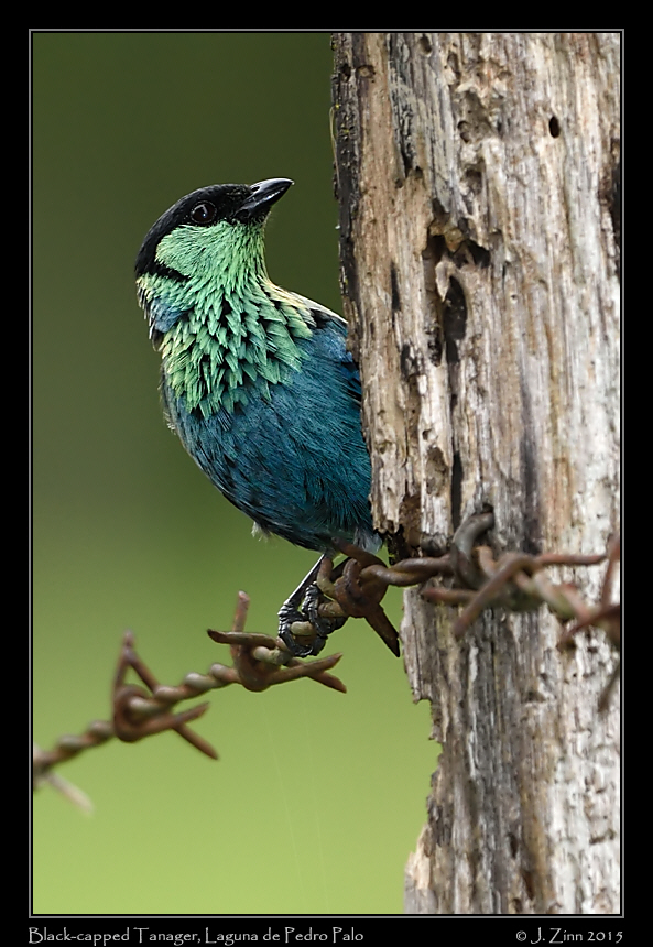 black_capped_tanager_9935a