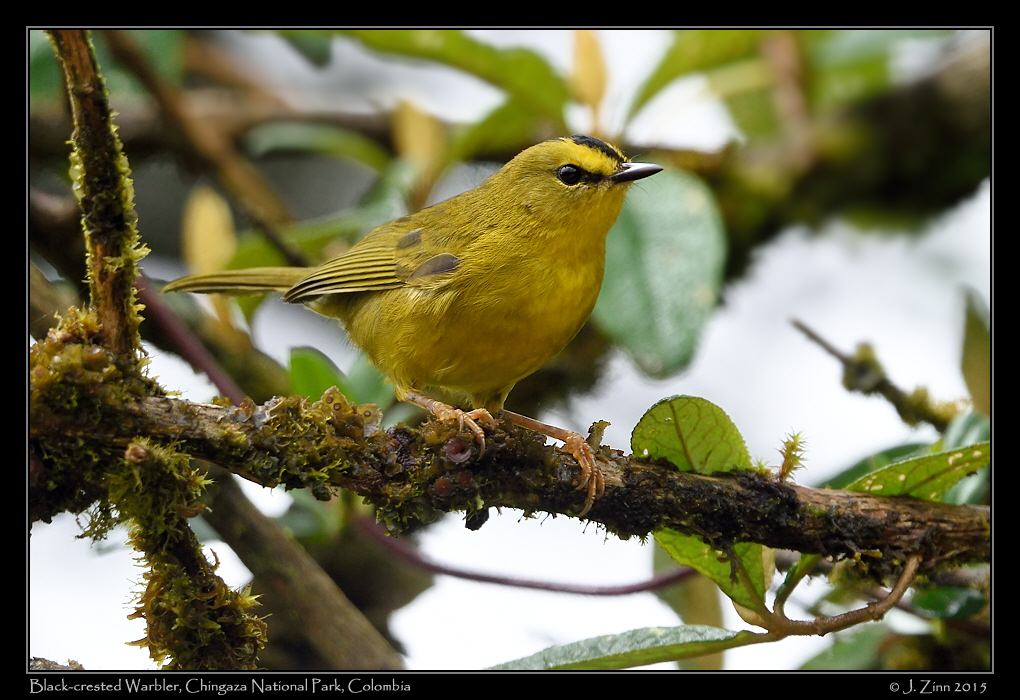 black_crested_warbler_9757a
