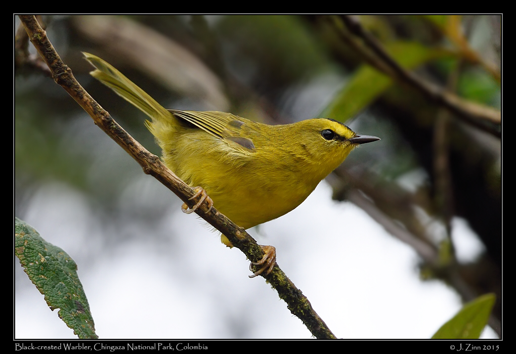 black_crested_warbler_9775a
