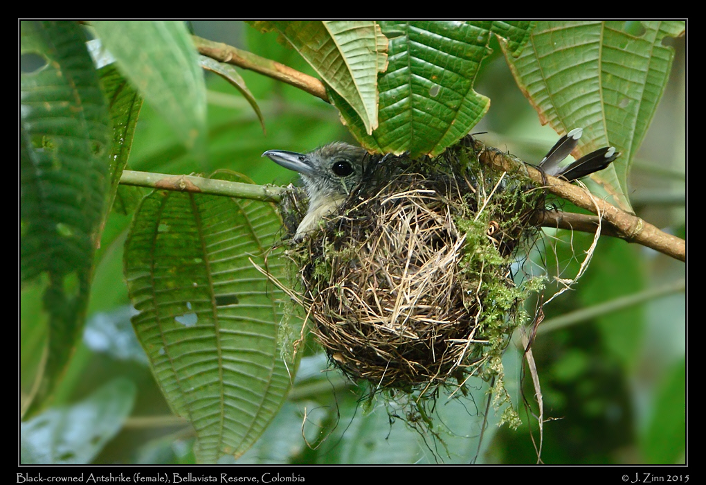 black_crowned_slaty_antshrike_0862a