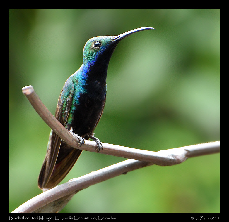 black_throated_mango_0347a
