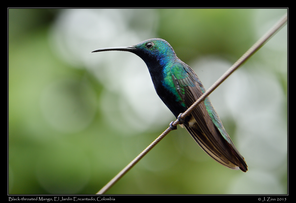 black_throated_mango_0405a