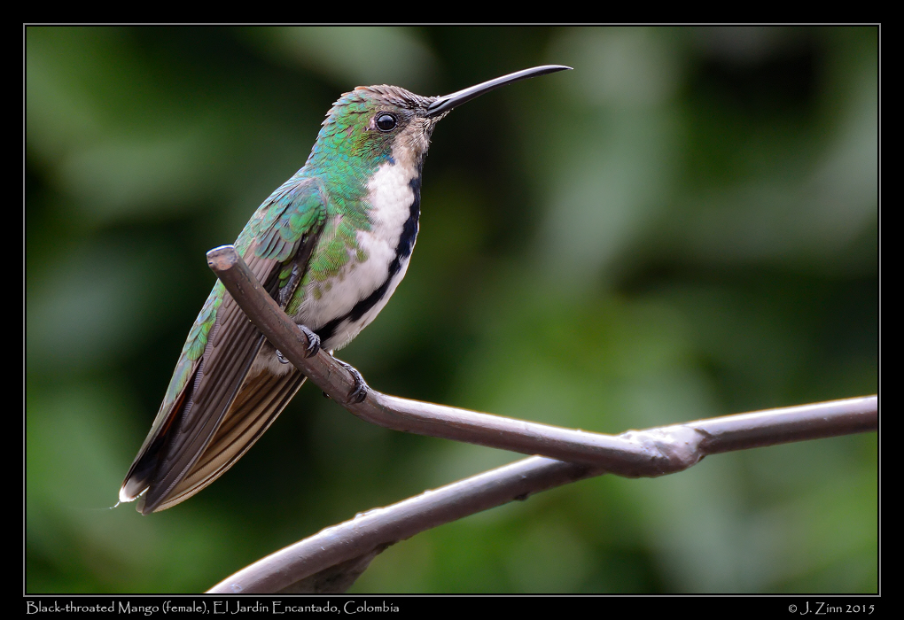 black_throated_mango_3471a