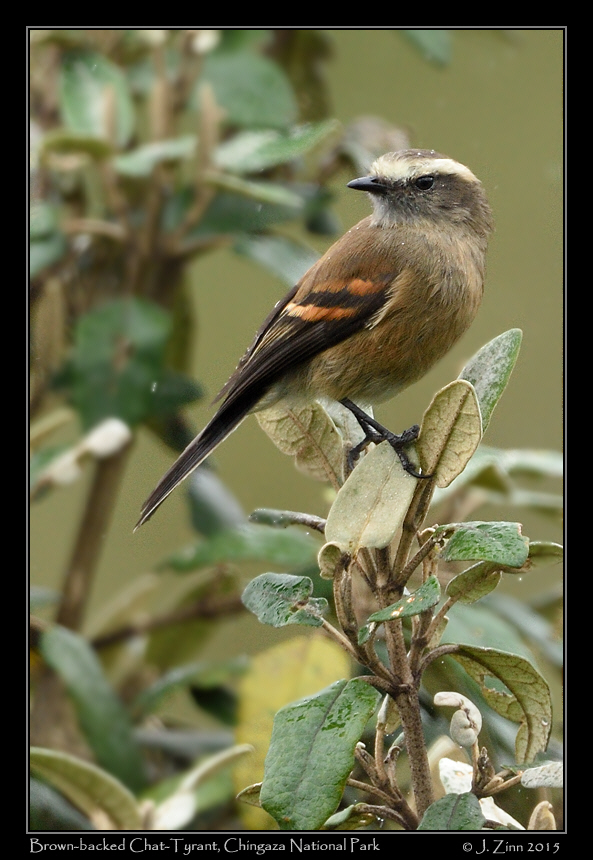 brown_backed_chat_tyrant_9806a