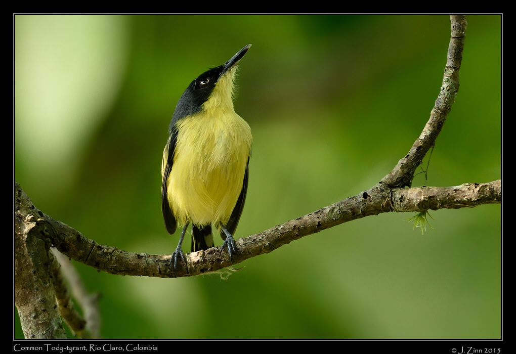 common_tody_tyrant_1799a
