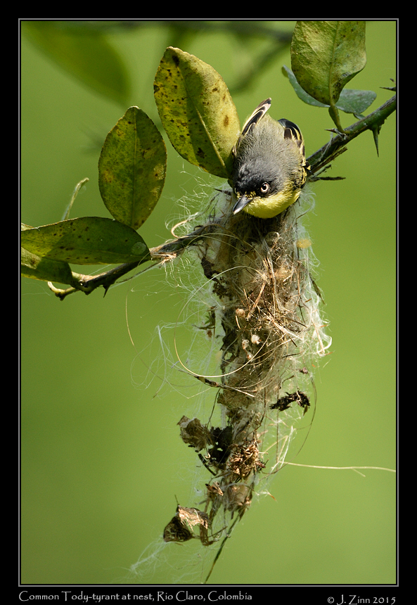 common_tody_tyrant_1899b