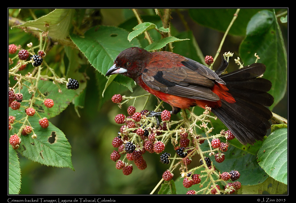 crimson_backed_tanager_0114a