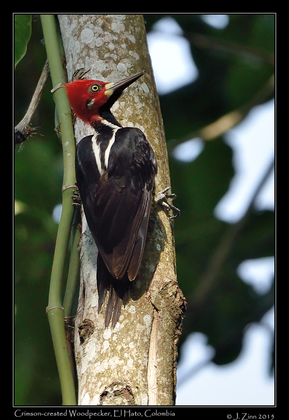 crimson_crested_woodpecker_0618-1a