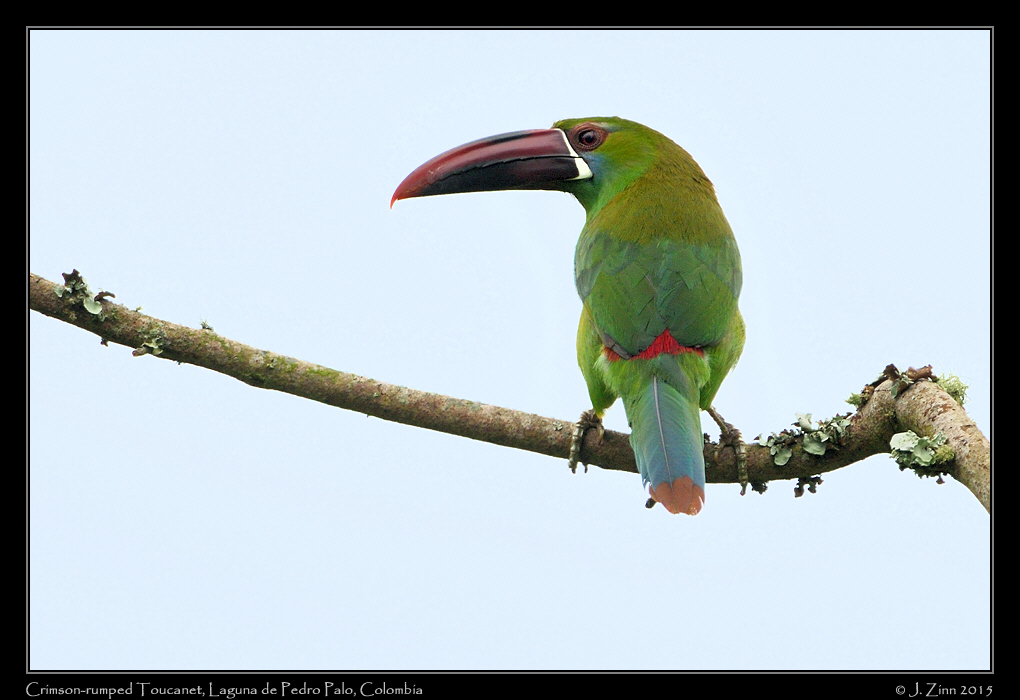 crimson_rumped_toucanet_9988a