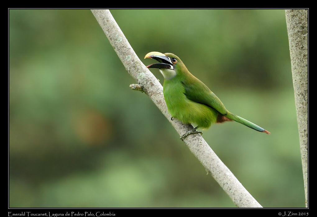 emerald_toucanet_9994a