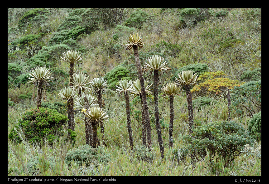 espeletia_3290a