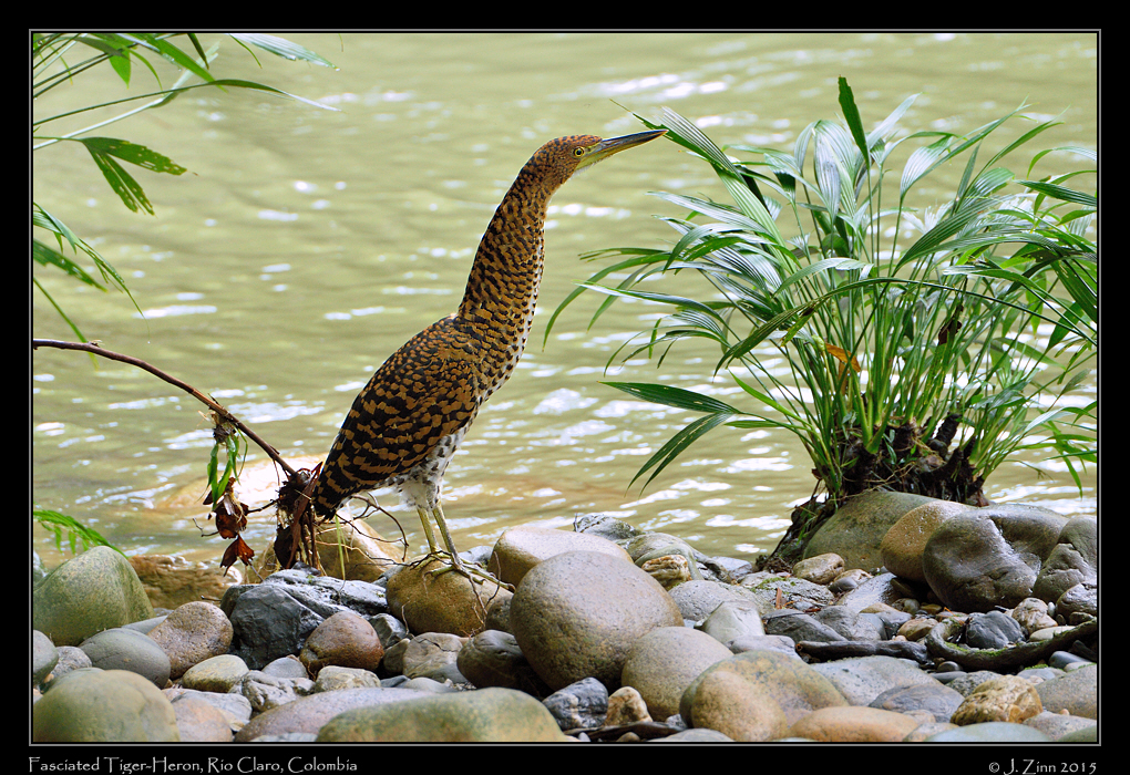 fasciated_tiger_heron_1413a