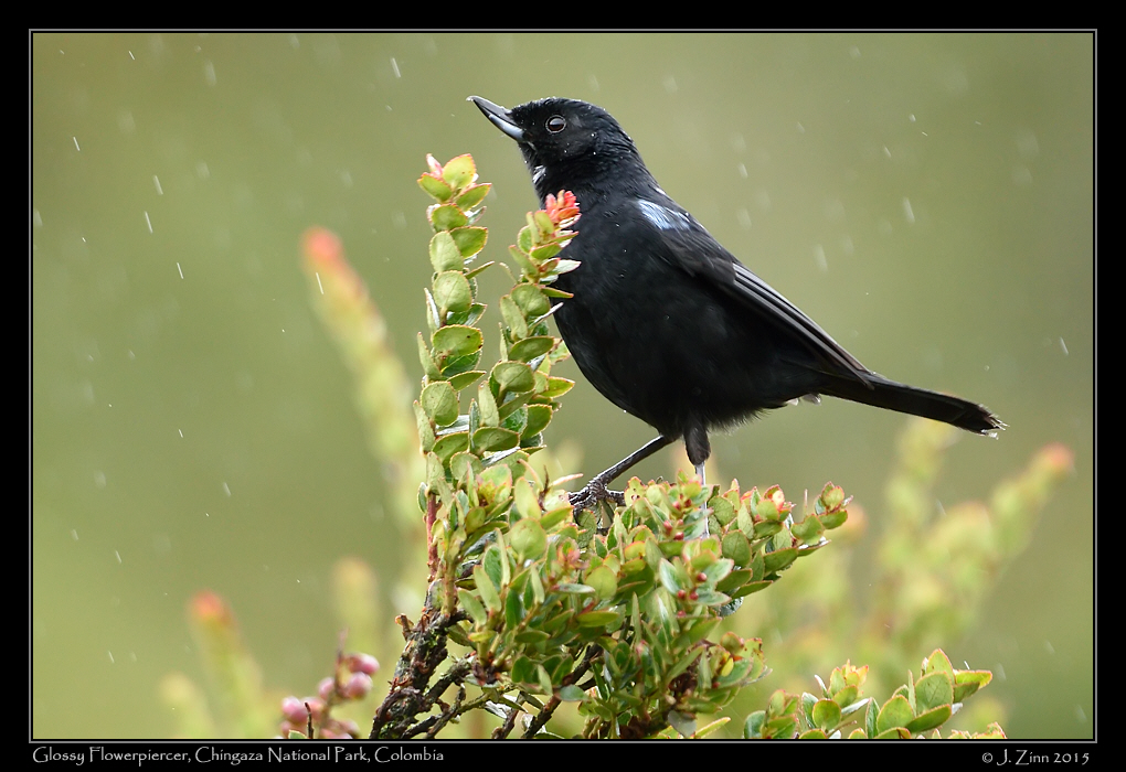 glossy_flowerpiercer_9787a