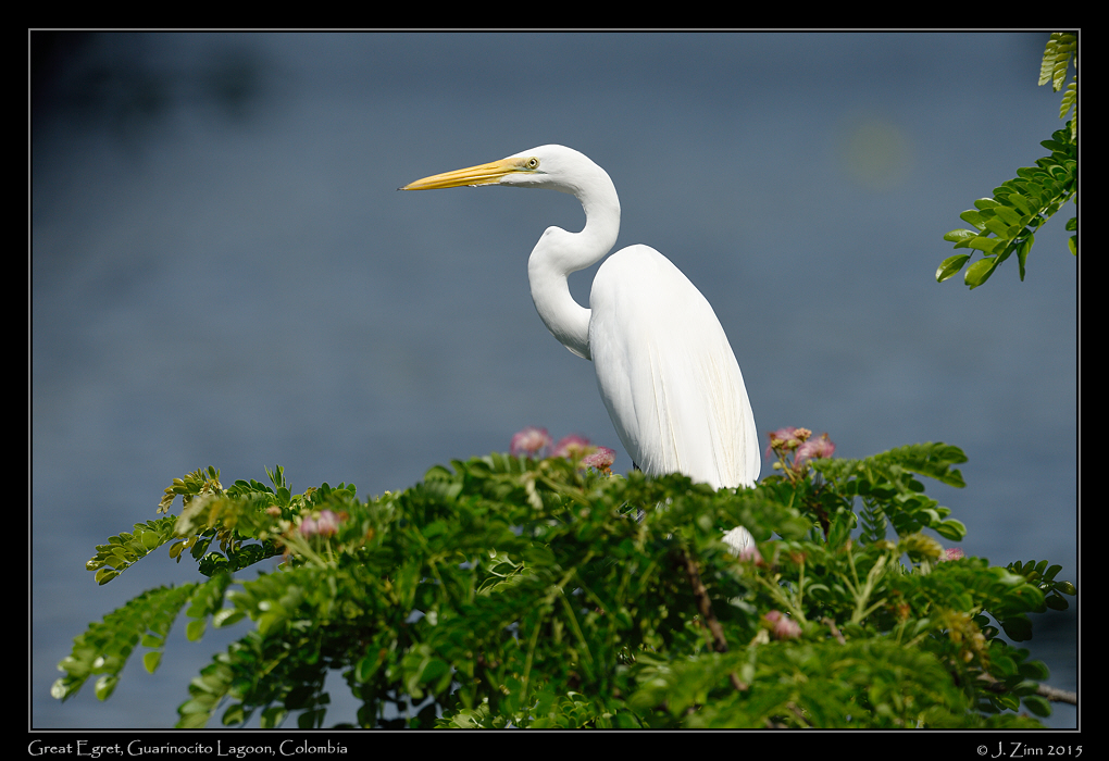 great_egret_1277a