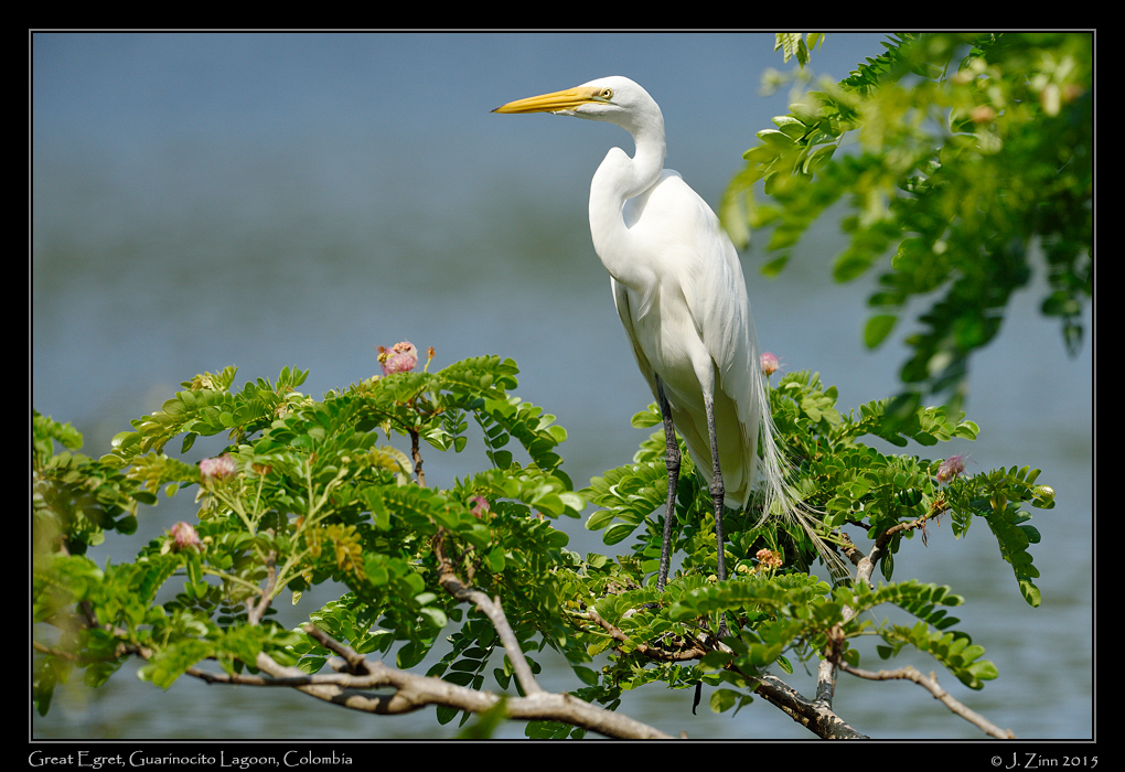 great_egret_1326b