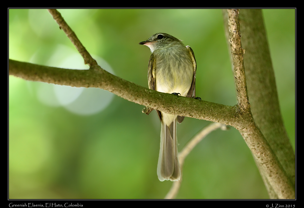 greenish_elaenia_0753a