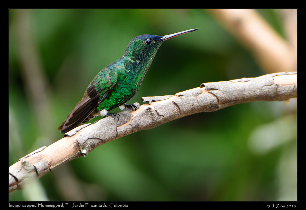 indigo_capped_hummingbird_0362a