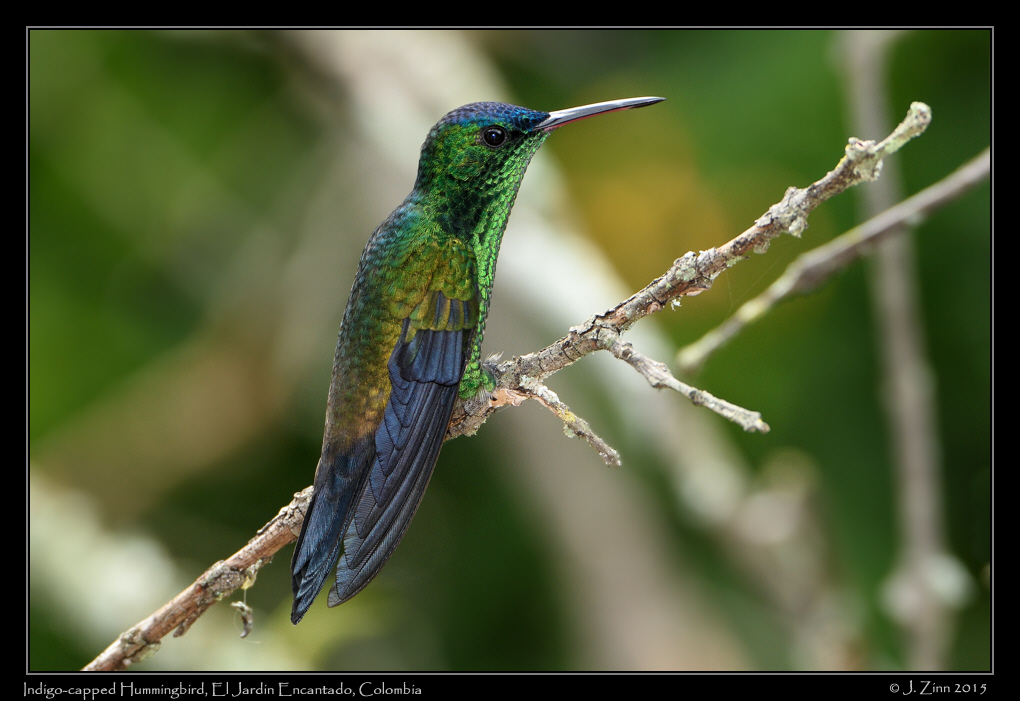 indigo_capped_hummingbird_0425a
