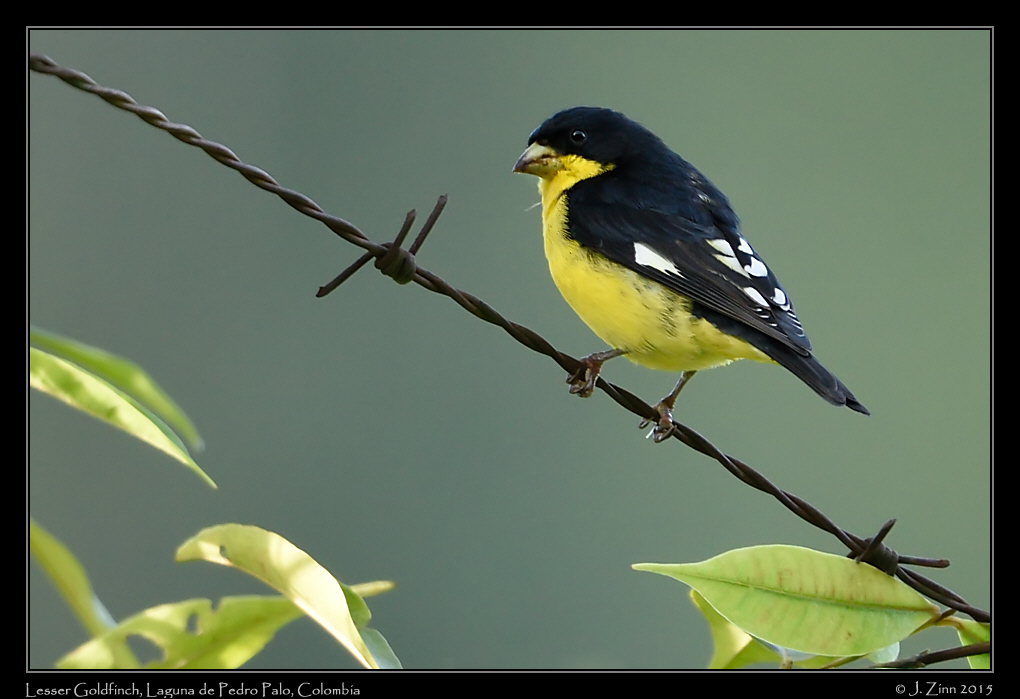 lesser_goldfinch_9850a