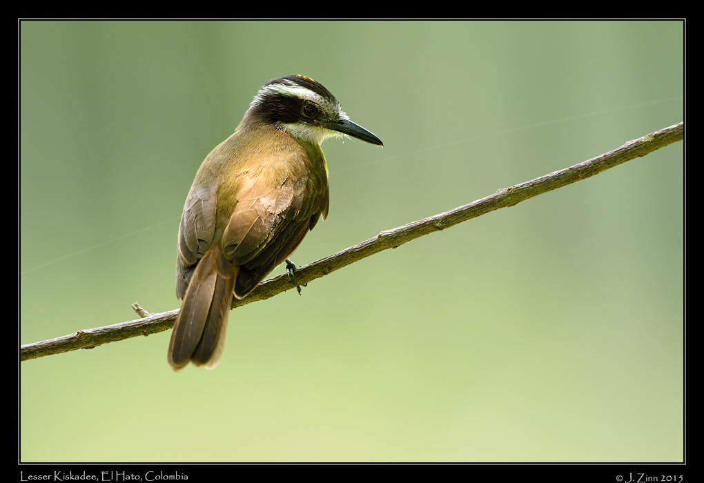 lesser_kiskadee_0785a