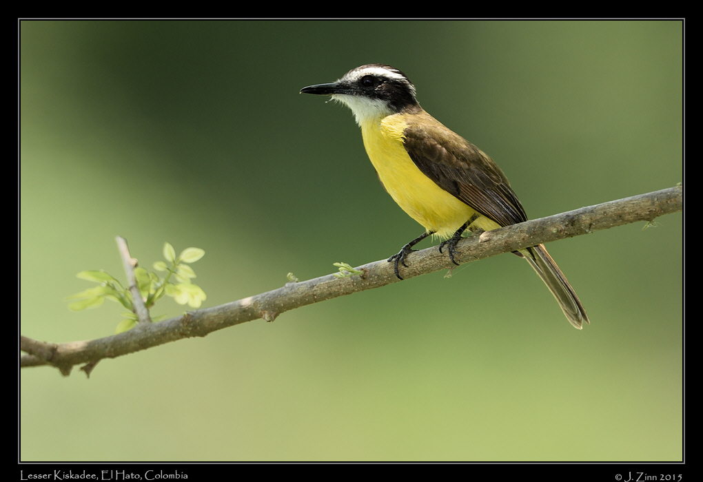 lesser_kiskadee_0801a