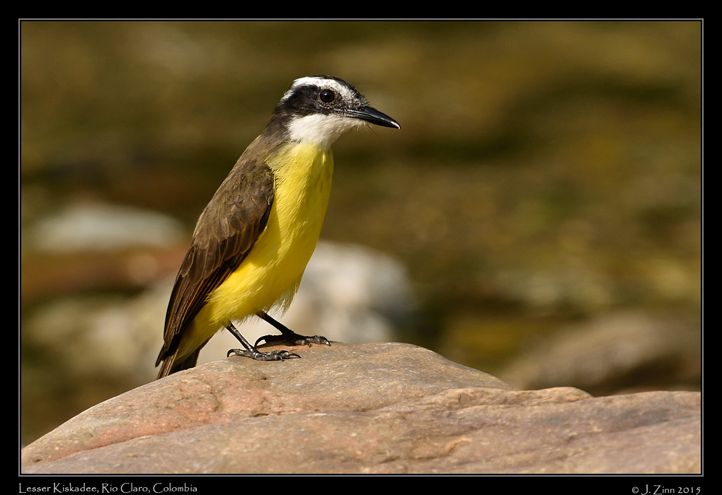 lesser_kiskadee_1717a