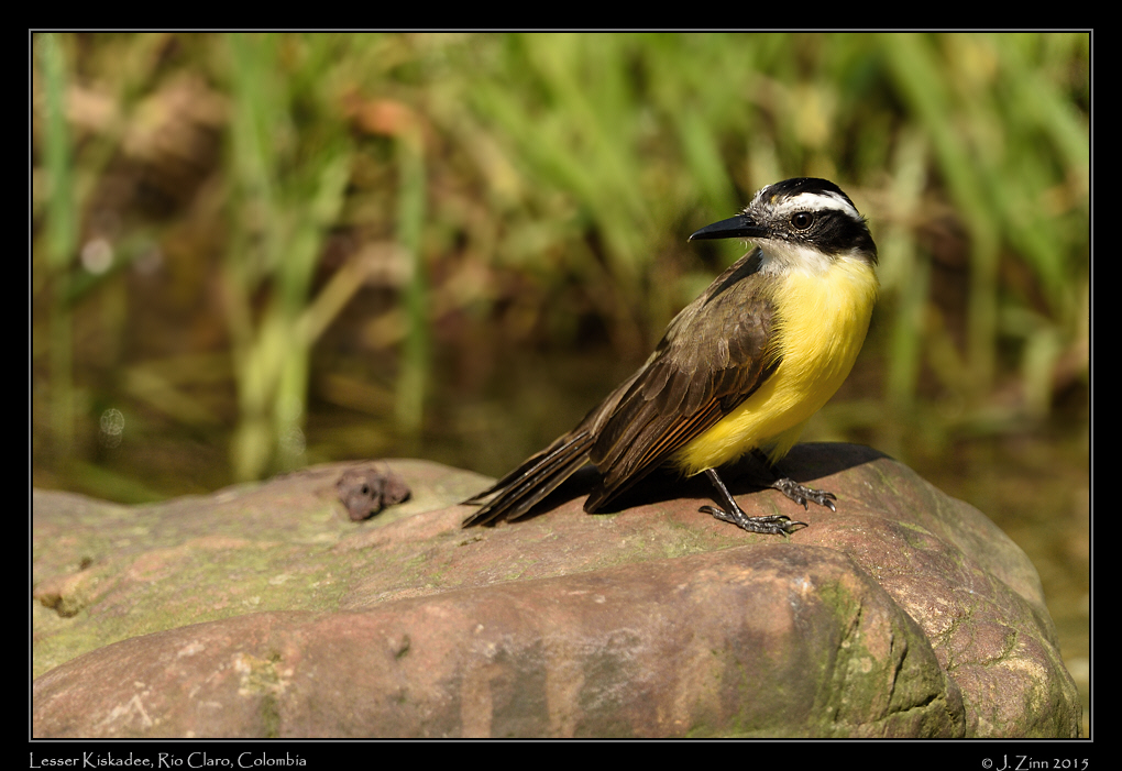 lesser_kiskadee_1757a