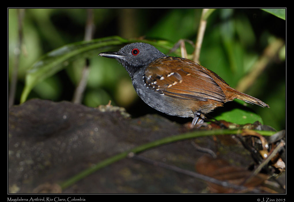 magdalena_antbird_1402a