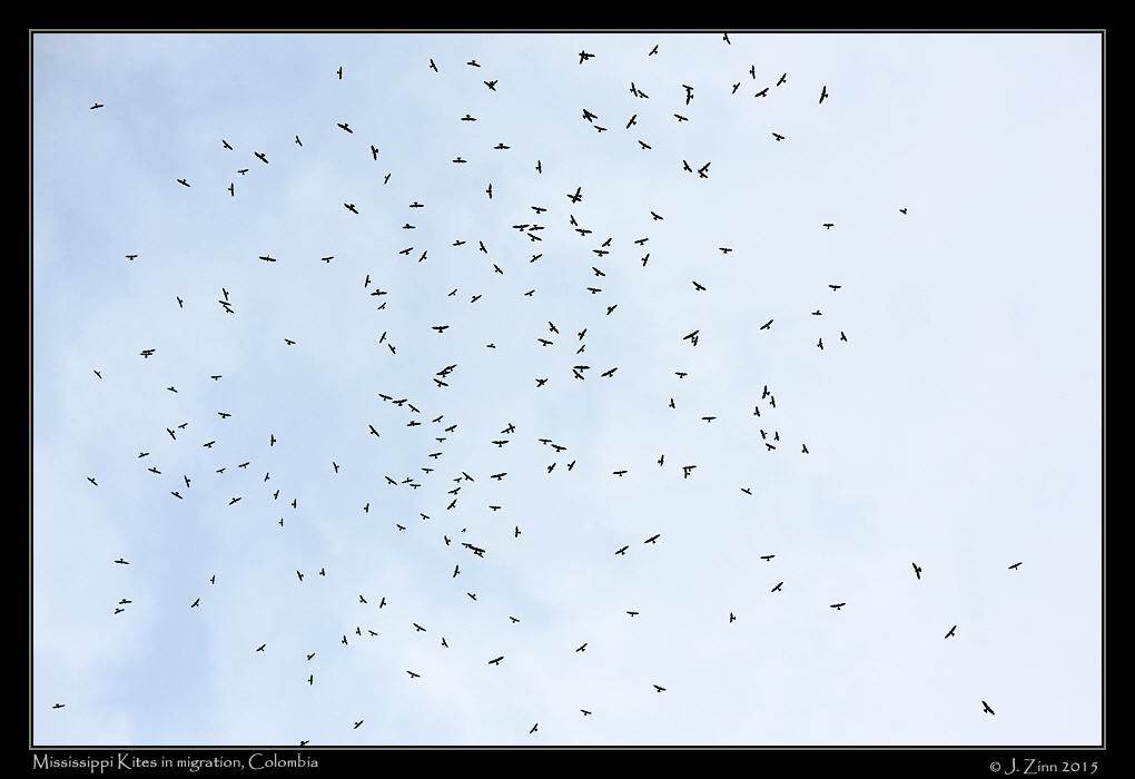 mississippi_kites_2064a