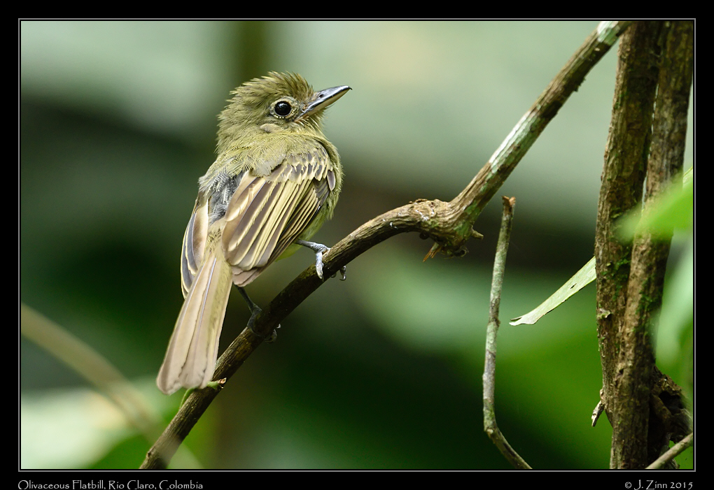 olivaceous_flatbill_1485a