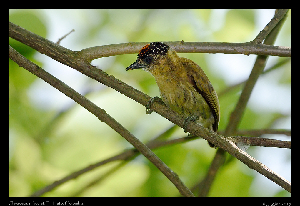 olivaceous_piculet_0712a
