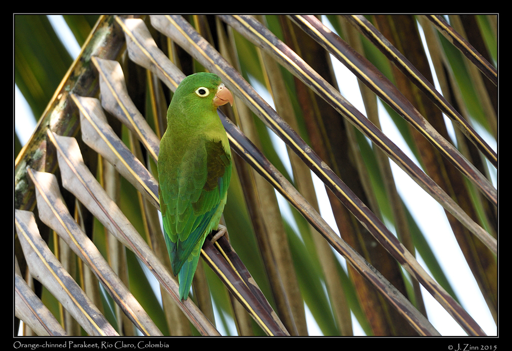 orange_throated_parakee_1970b