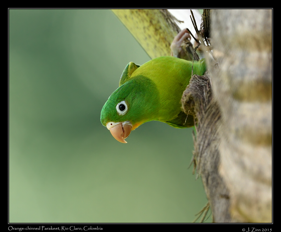 orange_throated_parakeet_1940a