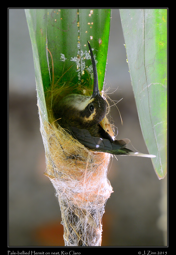 pale_bellied_hermit_3752a