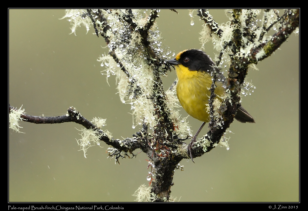 pale_naped_brush_finch_9794a